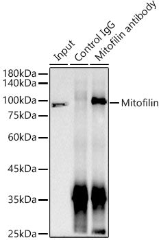 Mitofilin Rabbit mAb