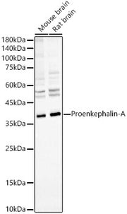 Proenkephalin-A Rabbit mAb