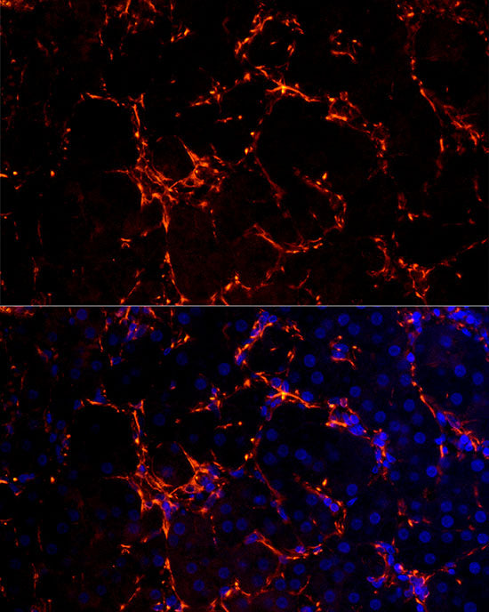 Proenkephalin-A Rabbit mAb