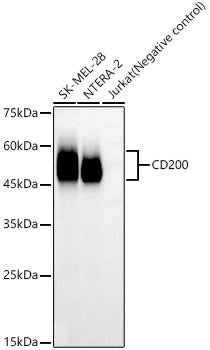 CD200 Rabbit mAb
