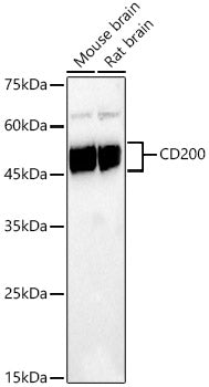 CD200 Rabbit mAb