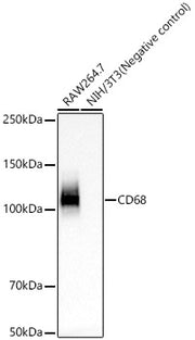 CD68 Rabbit mAb
