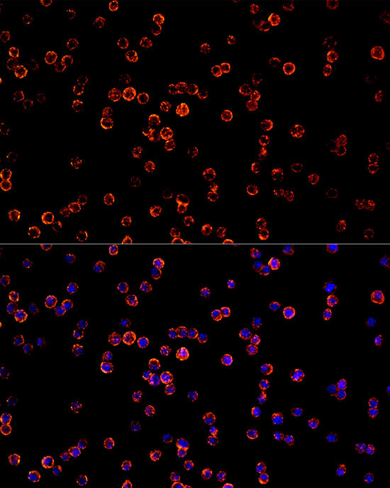 CD68 Rabbit mAb