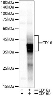 CD16 Rabbit mAb