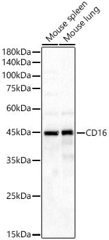 CD16 Rabbit mAb