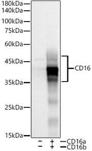 CD16 Rabbit mAb