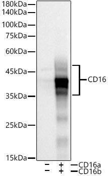 CD16 Rabbit mAb