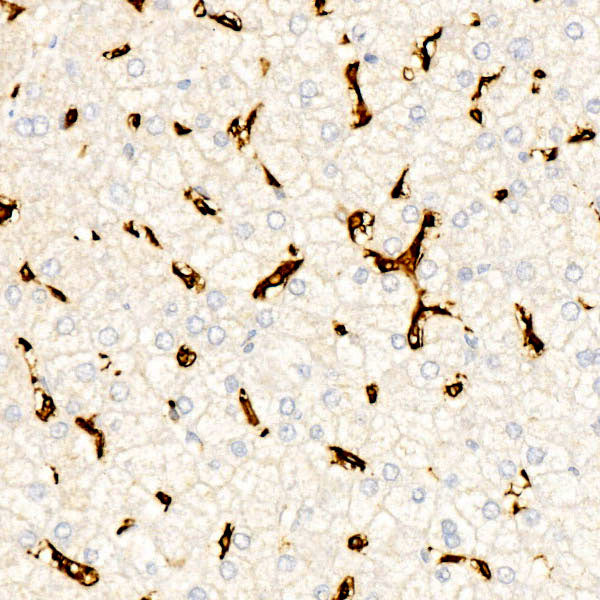CD16 Rabbit mAb