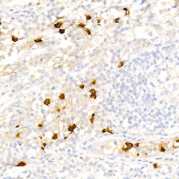 CD16 Rabbit mAb