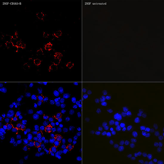 CD16 Rabbit mAb