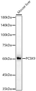 PCSK9 Rabbit pAb