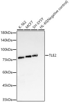 TLE2 Rabbit mAb