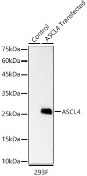 ASCL4 Rabbit mAb