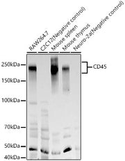 CD45 Rabbit mAb