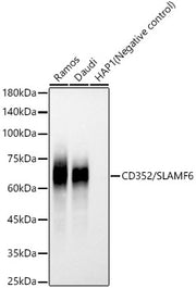 CD352/SLAMF6 Rabbit mAb