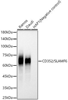 CD352/SLAMF6 Rabbit mAb