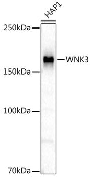 WNK3 Rabbit mAb