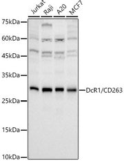 DcR1/CD263 Rabbit mAb