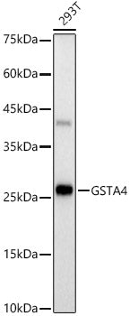 GSTA4 Rabbit mAb