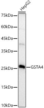 GSTA4 Rabbit mAb