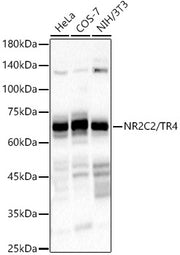 NR2C2 / TR4 Rabbit mAb