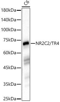 NR2C2 / TR4 Rabbit mAb