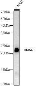 TIMM22 Rabbit mAb