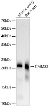 TIMM22 Rabbit mAb
