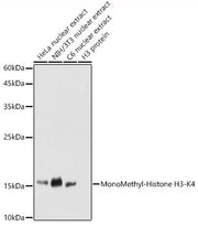 MonoMethyl-Histone H3-K4 Rabbit pAb