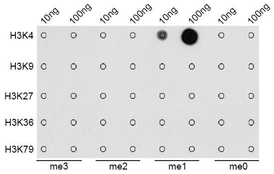 MonoMethyl-Histone H3-K4 Rabbit pAb