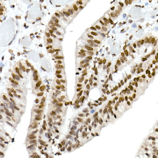 MonoMethyl-Histone H3-K4 Rabbit pAb