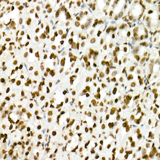 MonoMethyl-Histone H3-K4 Rabbit pAb