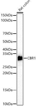 CBR1 Rabbit mAb