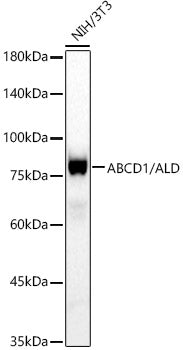 ABCD1 / ALD Rabbit mAb