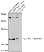 DiMethyl-Histone H3-K4 Rabbit pAb