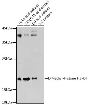 DiMethyl-Histone H3-K4 Rabbit pAb