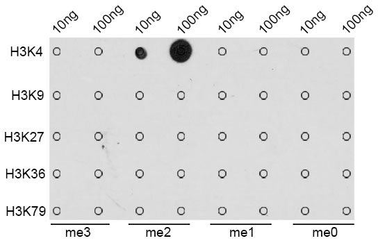DiMethyl-Histone H3-K4 Rabbit pAb