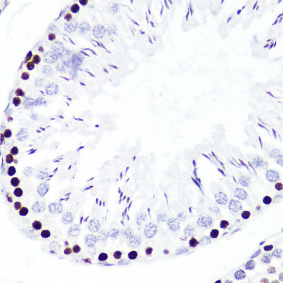 DiMethyl-Histone H3-K4 Rabbit pAb