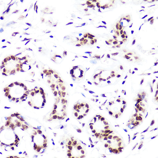 DiMethyl-Histone H3-K4 Rabbit pAb