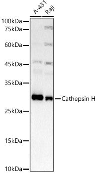 Cathepsin H Rabbit mAb