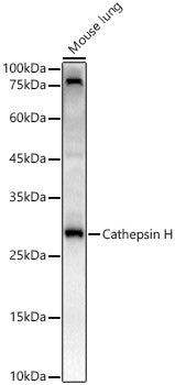Cathepsin H Rabbit mAb