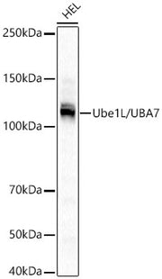 Ube1L / UBA7 Rabbit mAb