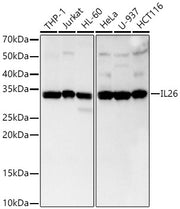IL26 Rabbit mAb