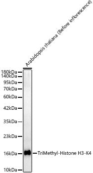 TriMethyl-Histone H3-K4 Rabbit pAb