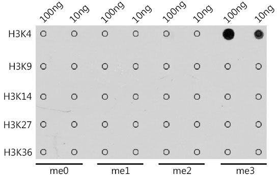 TriMethyl-Histone H3-K4 Rabbit pAb