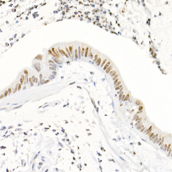 TriMethyl-Histone H3-K4 Rabbit pAb