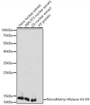 MonoMethyl-Histone H3-K9 Rabbit pAb