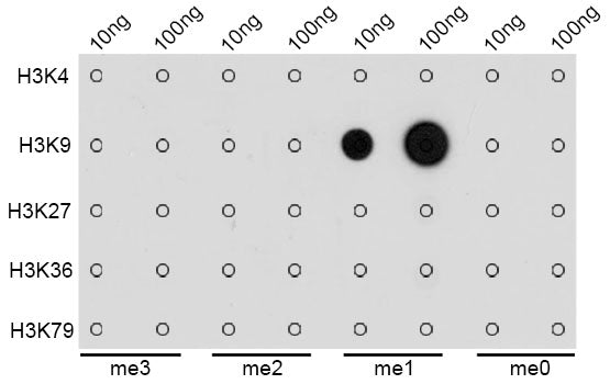MonoMethyl-Histone H3-K9 Rabbit pAb