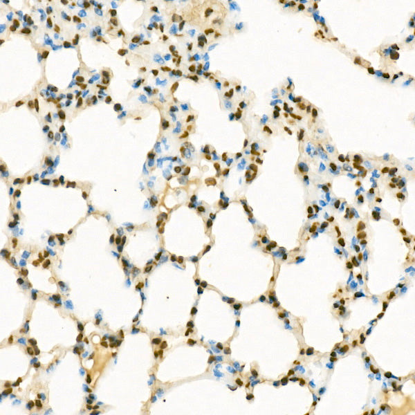 MonoMethyl-Histone H3-K9 Rabbit pAb