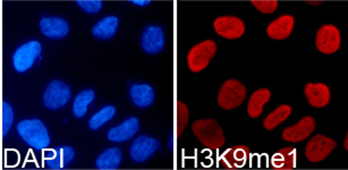 MonoMethyl-Histone H3-K9 Rabbit pAb